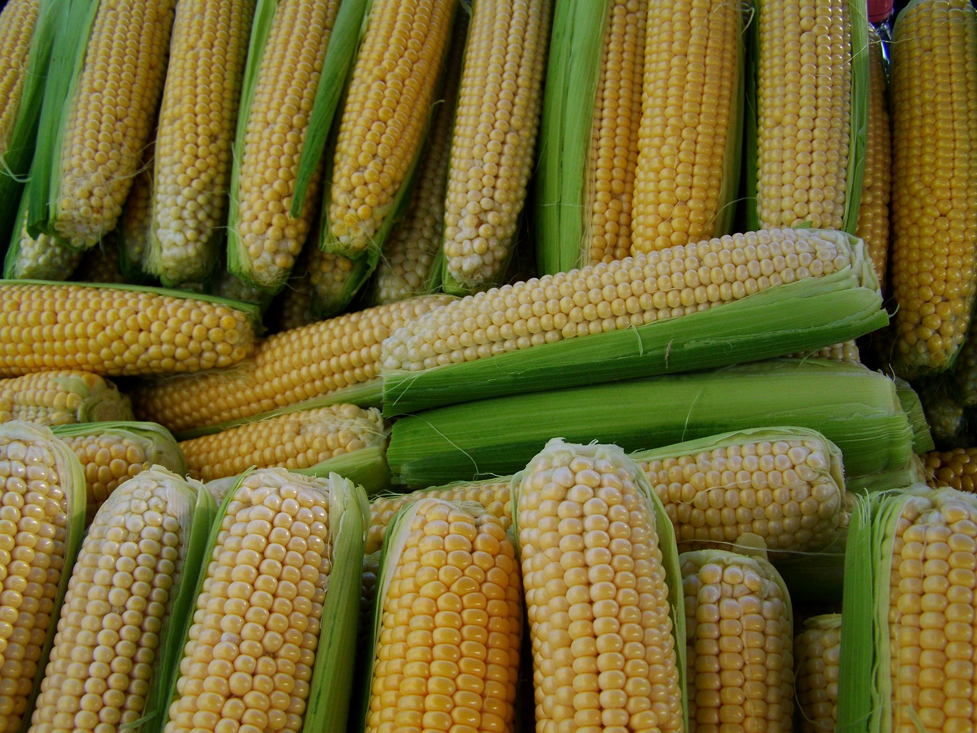 На развитие селекции и семеноводства кукурузы будет направлено более 9 млрд рублей