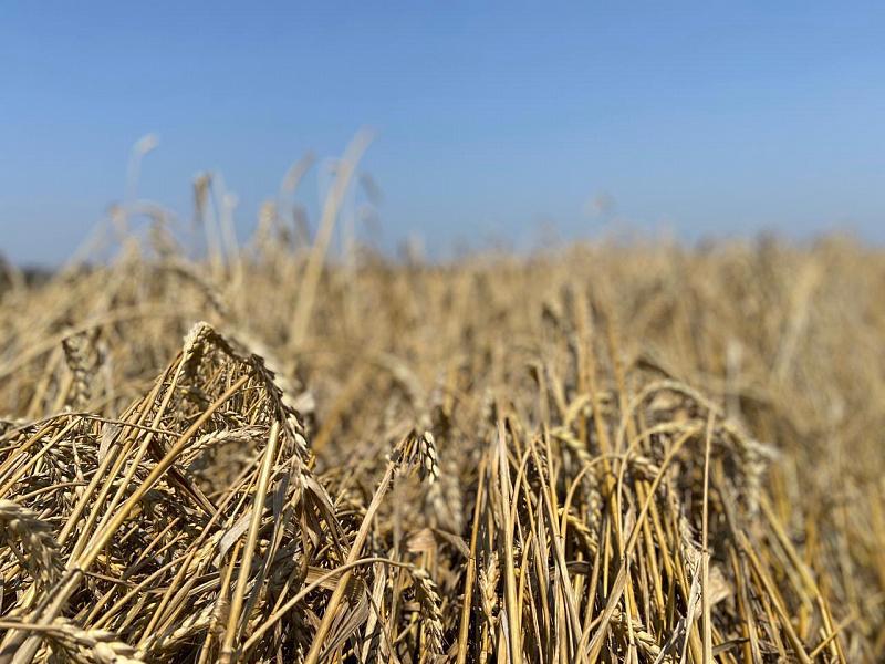 В Усть-Лабинском районе Кубани убрали более 40% озимой пшеницы