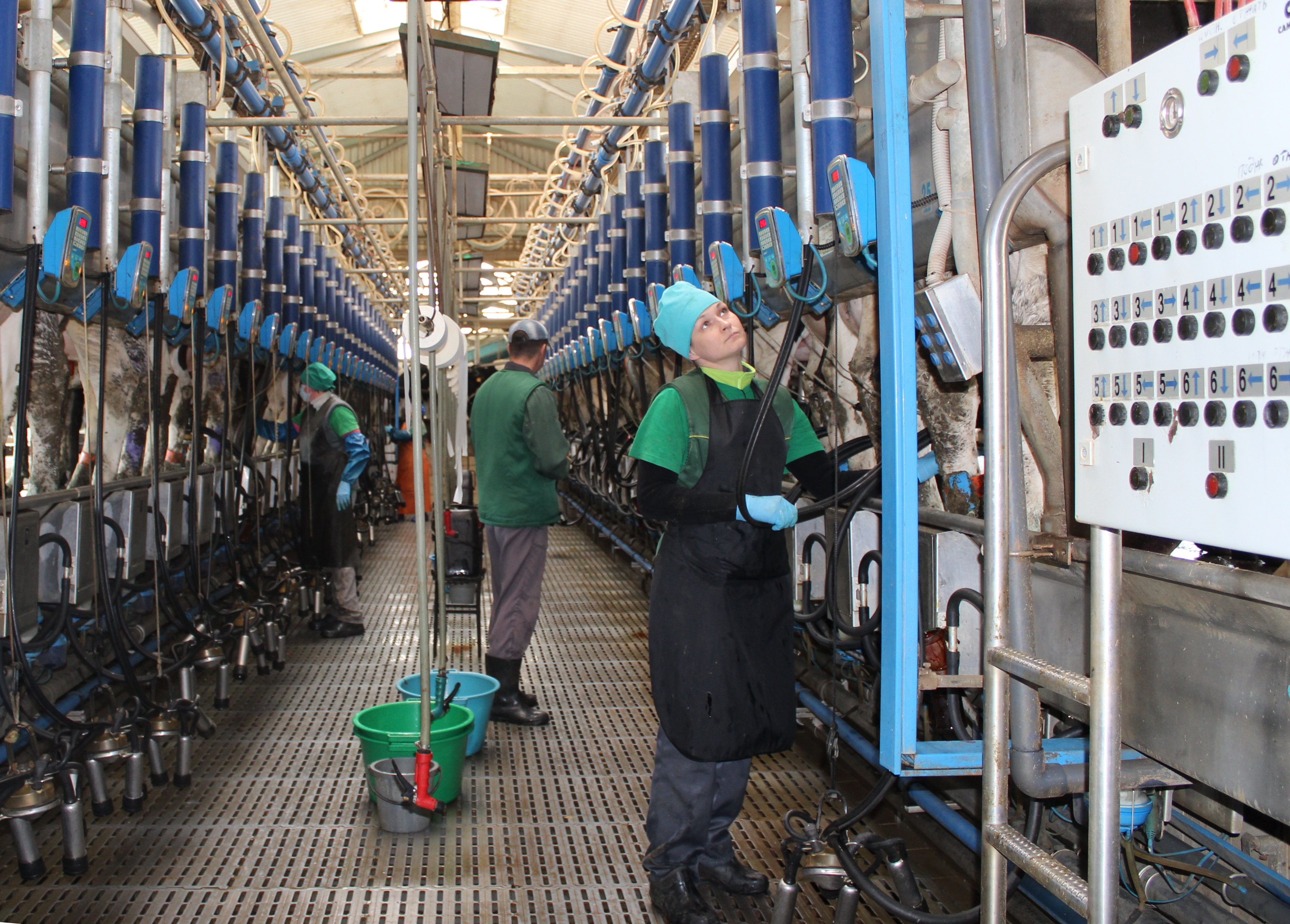 Натурального молока еще больше - АО «Рассвет» стабильно наращивает производство сырого молока, оставаясь в тройке лидеров в Краснодарском крае